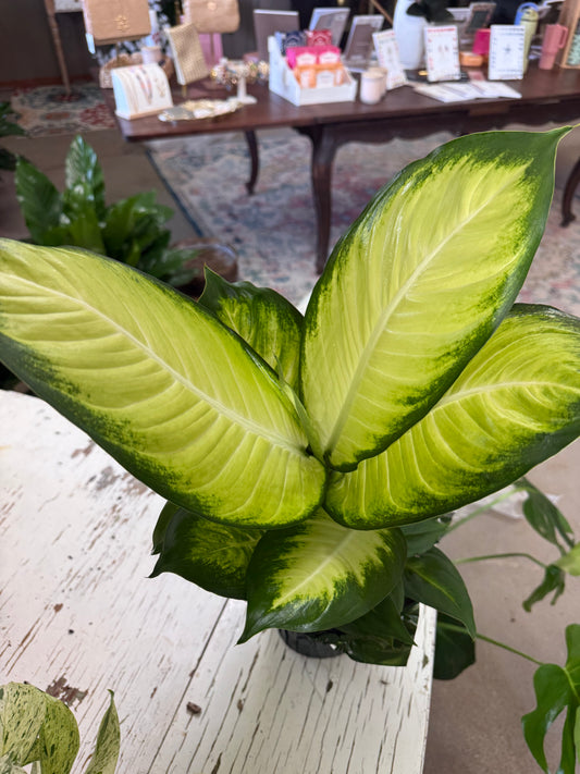 6” Dumb Cane