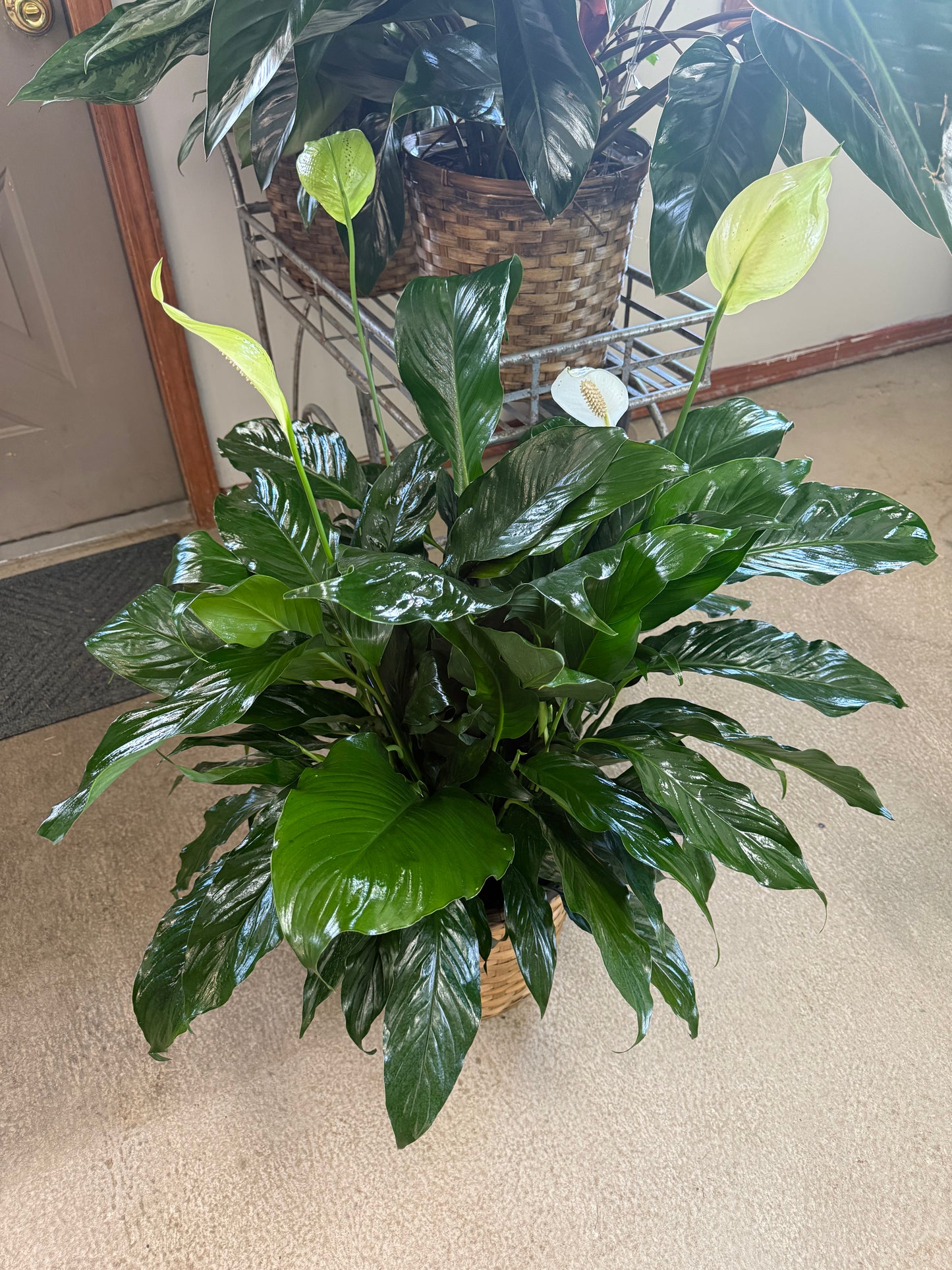 10” Peace Lily in a Basket