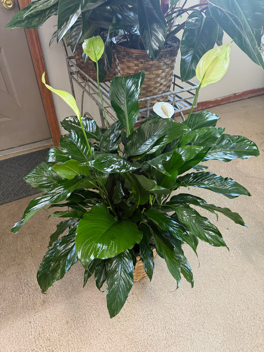 10” Peace Lily in a Basket