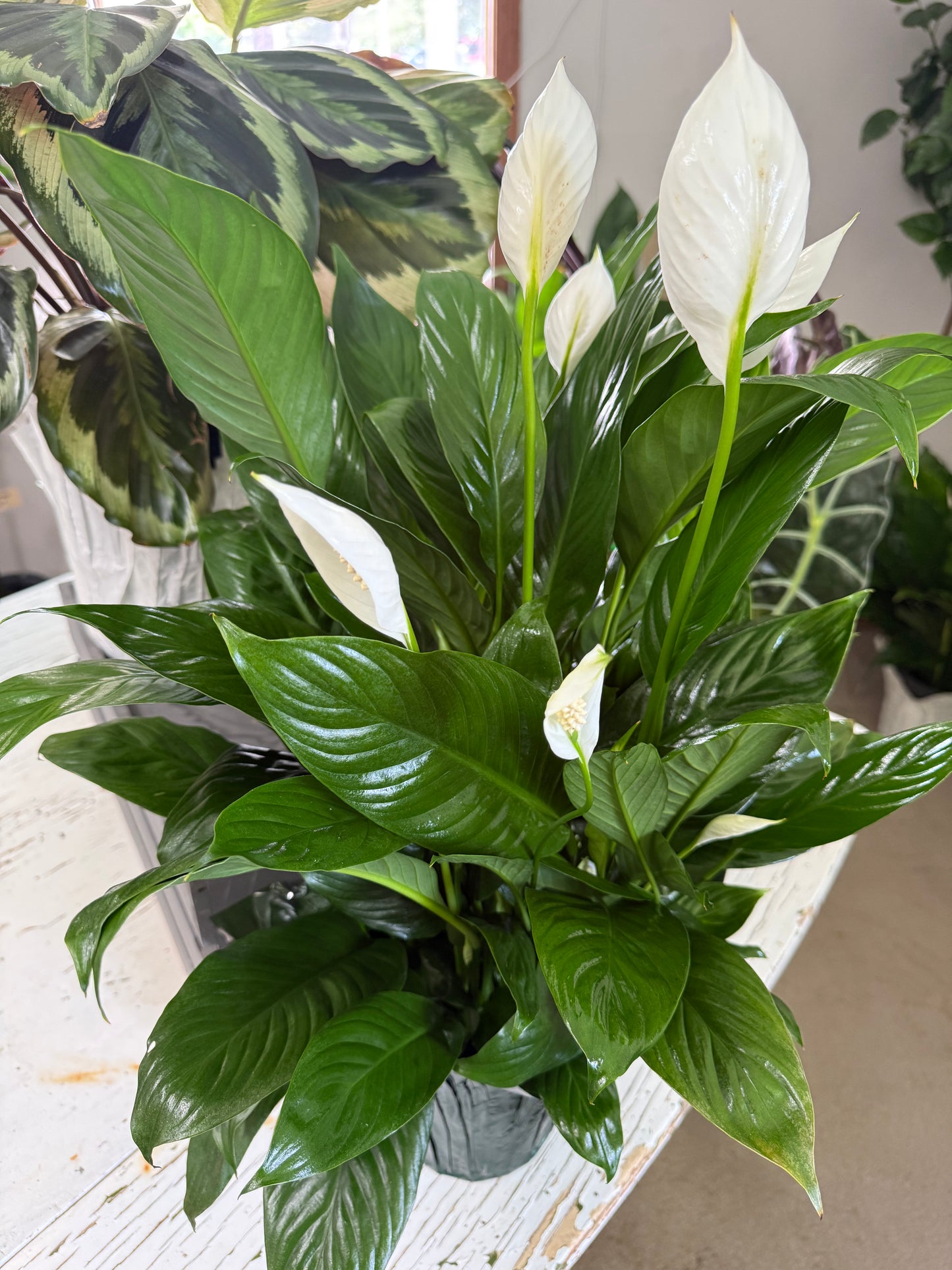 6” Peace Lily
